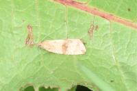 Celypha striana