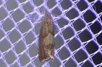 Dichrorampha acuminatana