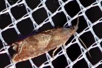 Dichrorampha acuminatana