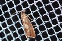 Dichrorampha acuminatana