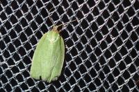 Tortrix viridana