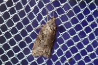 Cnephasia