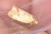 Agapeta hamana