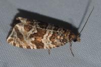 Celypha rivulana
