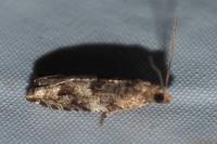 Rhopobota naevana