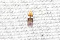 Aproaerema polychromella