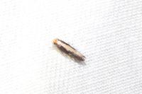 Monopis crocicapitella