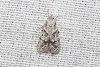 Symmoca signatella