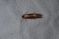 Nematopogon