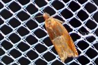 Ancylis mitterbacheriana