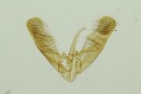 Elachista metella