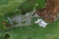 Acrocercops brongniardella