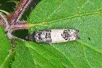 Spilonota ocellana