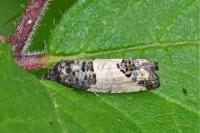 Spilonota ocellana