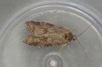 Cnephasia asseclana