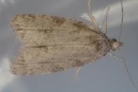 Cnephasia incertana