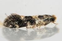 Triaxomasia caprimulgella