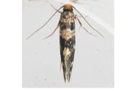 Triaxomasia caprimulgella