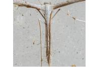 Emmelina monodactyla