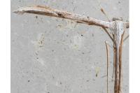 Emmelina monodactyla