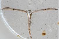 Emmelina monodactyla