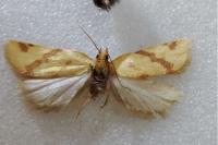 Clepsis pallidana