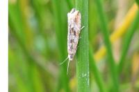 Bactra furfurana
