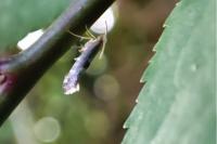 Argyresthia spinosella