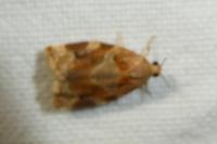 Archips xylosteana