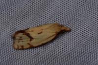 Agapeta hamana