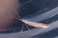Coleophora