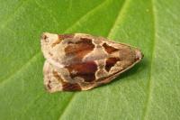 Archips crataegana