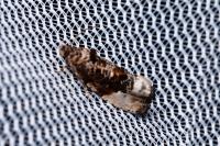 Hedya nubiferana