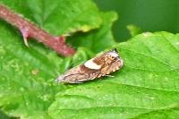 Dichrorampha petiverella