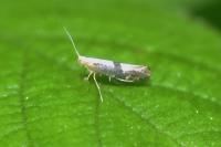 Argyresthia spinosella
