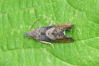Dichrorampha