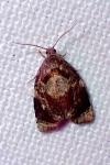 Ditula angustiorana