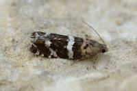 Epinotia fraternana