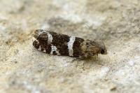 Epinotia fraternana
