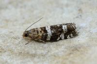 Epinotia fraternana