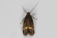 Borkhausenia minutella