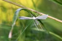 Pterophorus pentadactylus