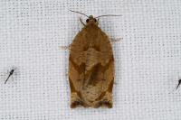 Archips crataegana