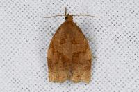 Archips rosana