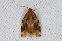 Archips xylosteana