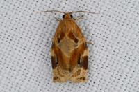 Archips xylosteana