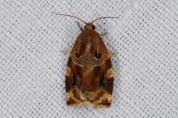 Archips xylosteana