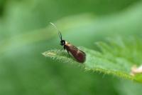 Cauchas fibulella