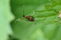 Cauchas fibulella