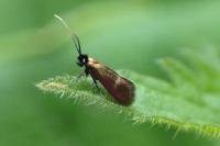 Cauchas fibulella
